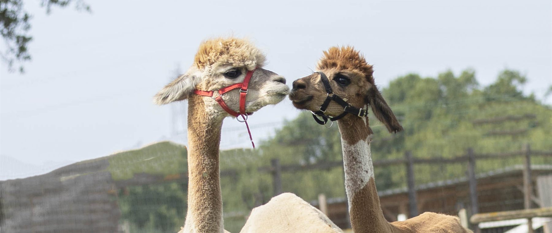 Duas alpacas de focinhos encostados, num prado ao ar livre com árvores ao fundo.