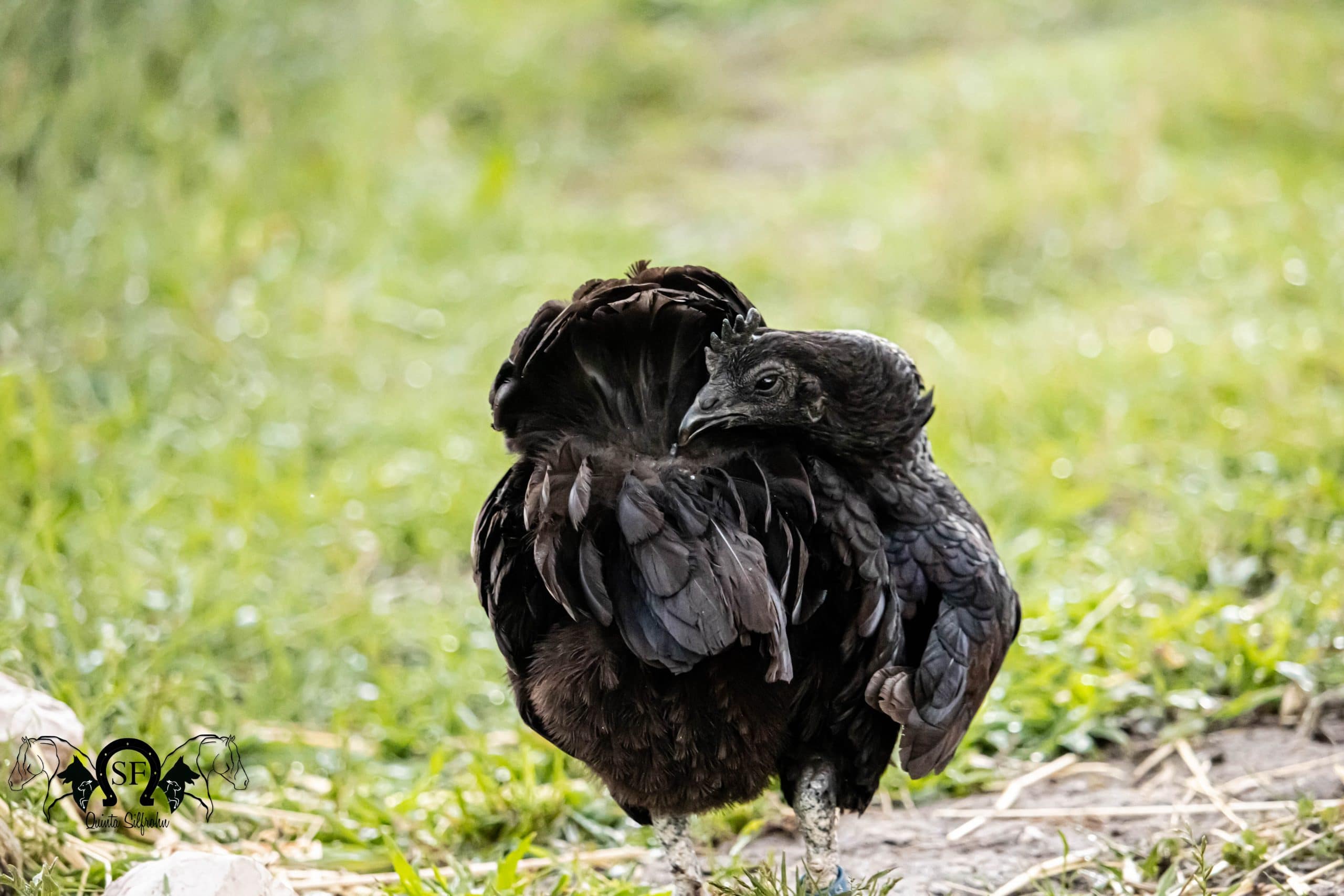 Morgana Ayam galinha