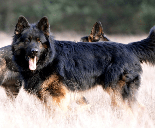 Bono Pai da Akira altdeutscher schäferhund