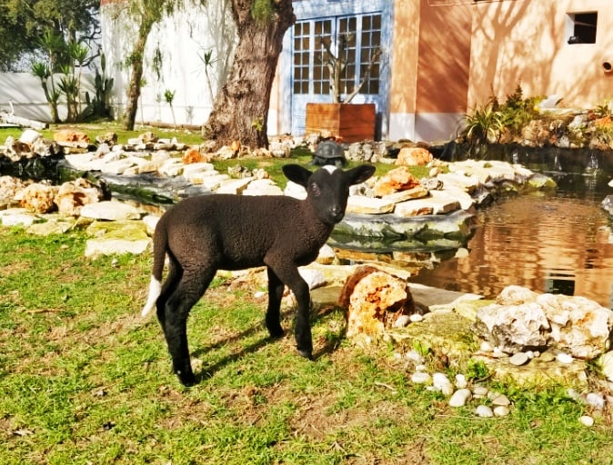 munay q ovelha negra da quinta silfrohn
