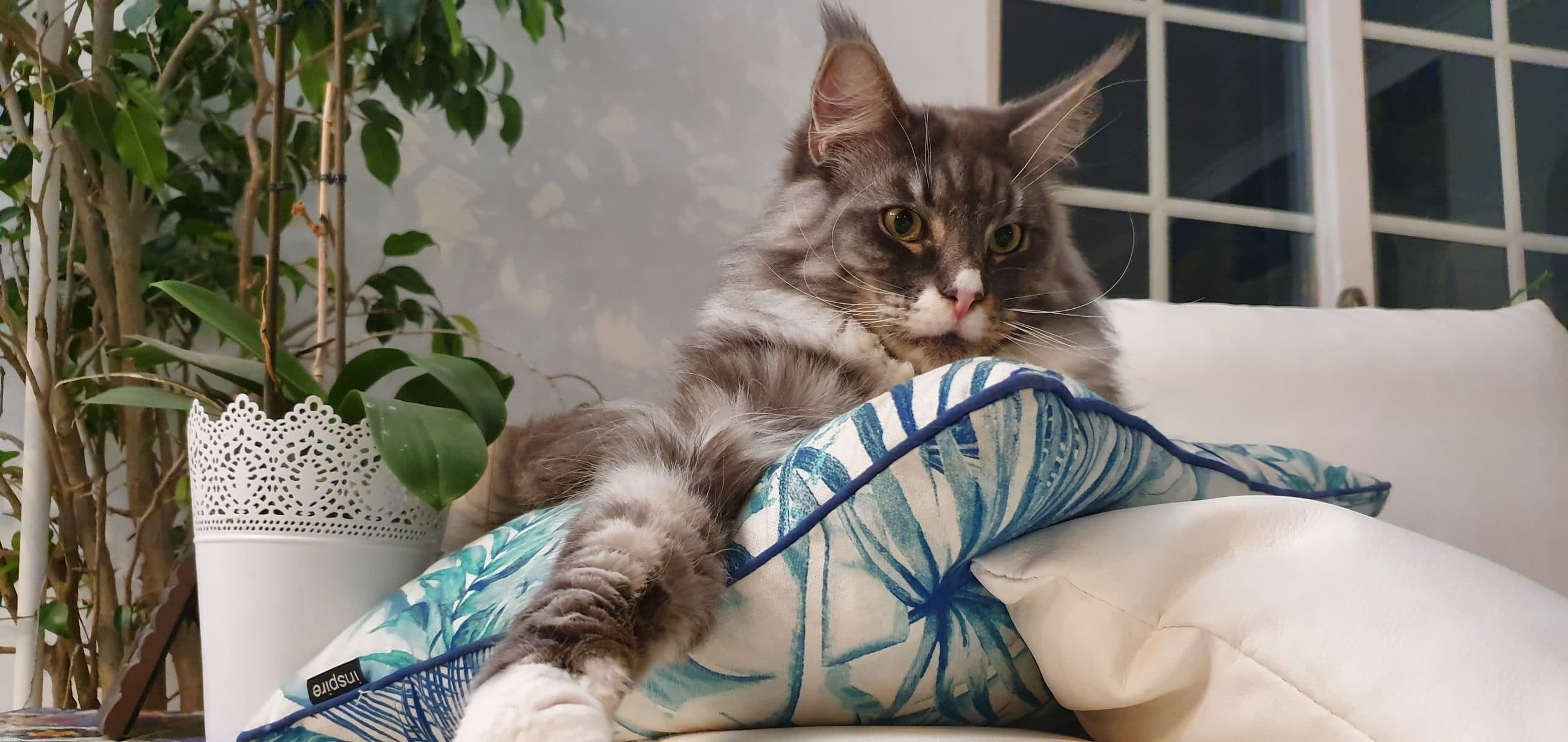 kion maine coon quinta silfrohn