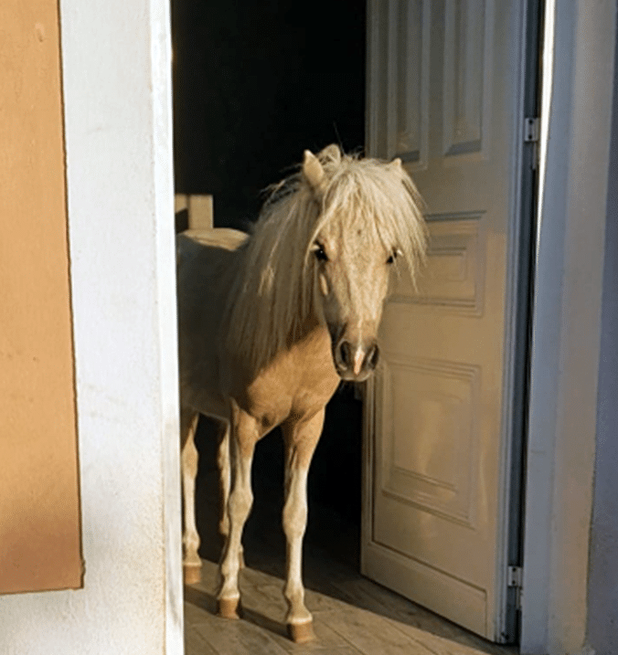 Chromie Shetland ponei - Quinta Silfrohn